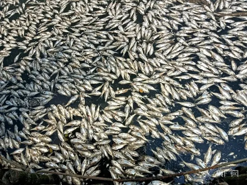 已捞出约8吨！海口红城湖现大量死鱼，原因披露